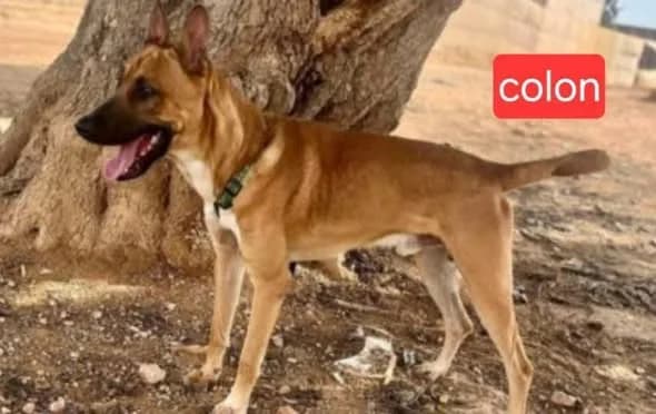 Colon, male 4yo Mixed Breed for adoption at Stichting Rescani, NL-wide