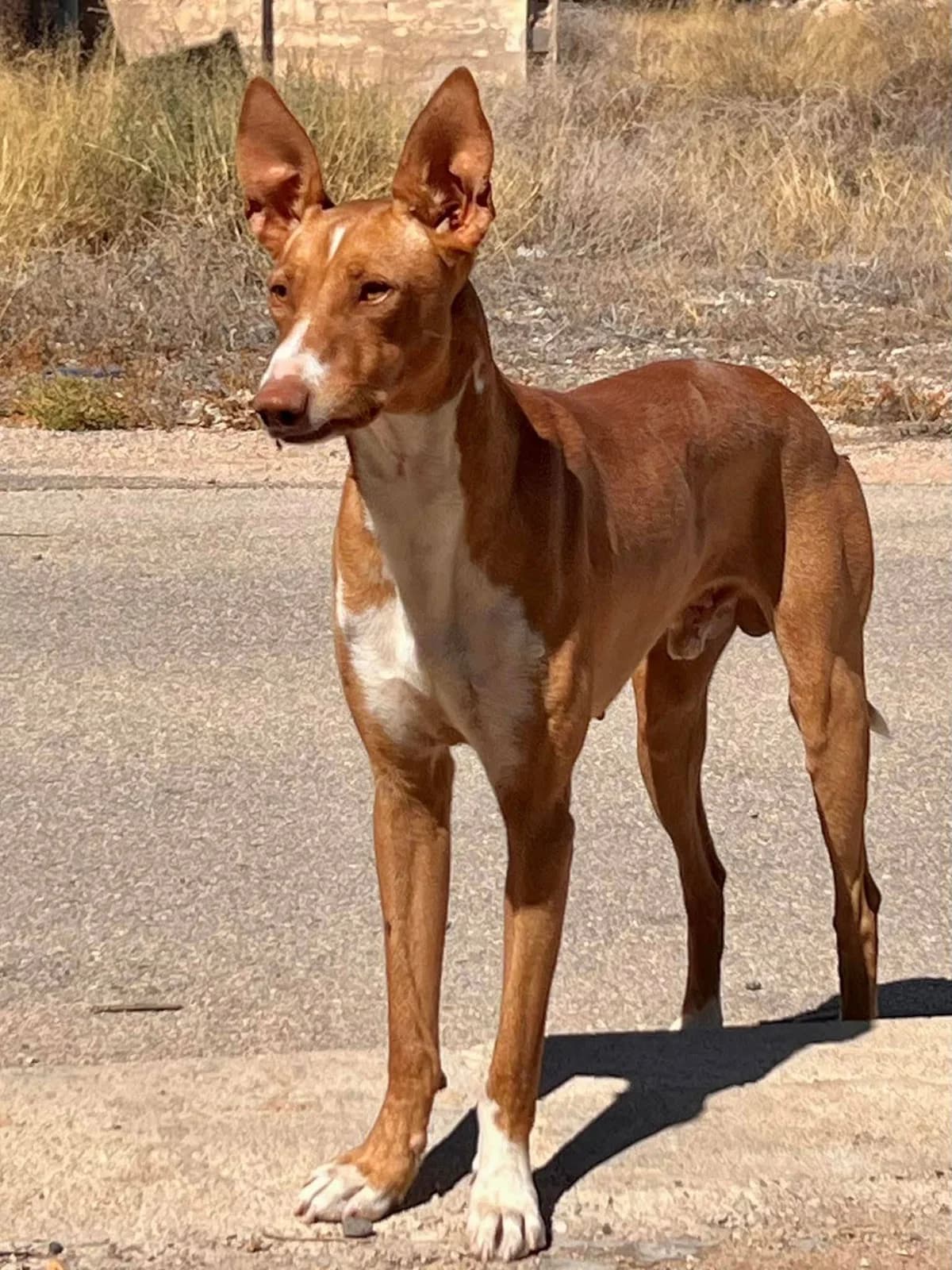 Curru, male 5yo Podenco for adoption at Stichting Rescani, NL-wide