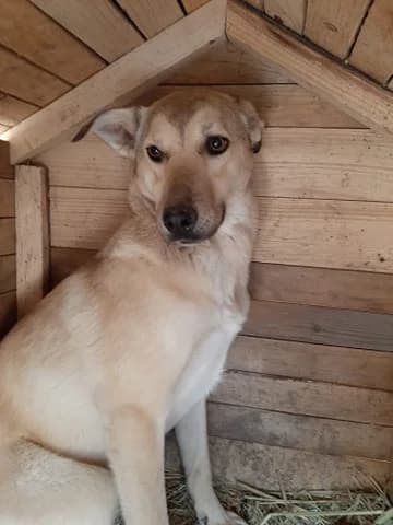 Danny, male Mixed Breed for adoption at Stichting Rescani, NL-wide