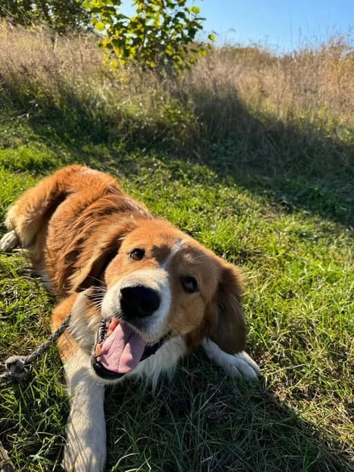 Elliot, male Mixed Breed for adoption at Stichting Rescani, NL-wide