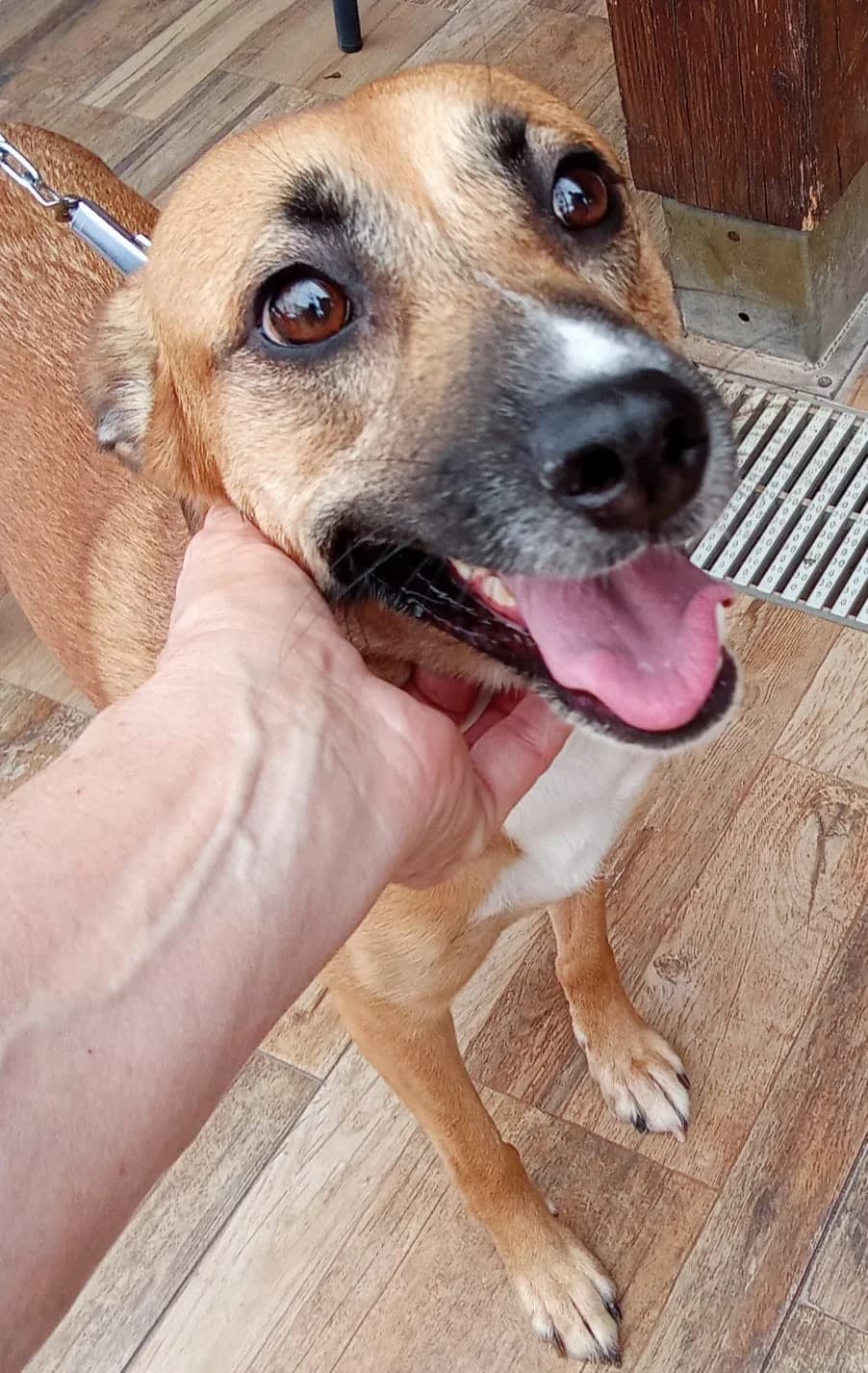Elsa, female 3yo Mixed Breed for adoption at Stichting Rescani, NL-wide