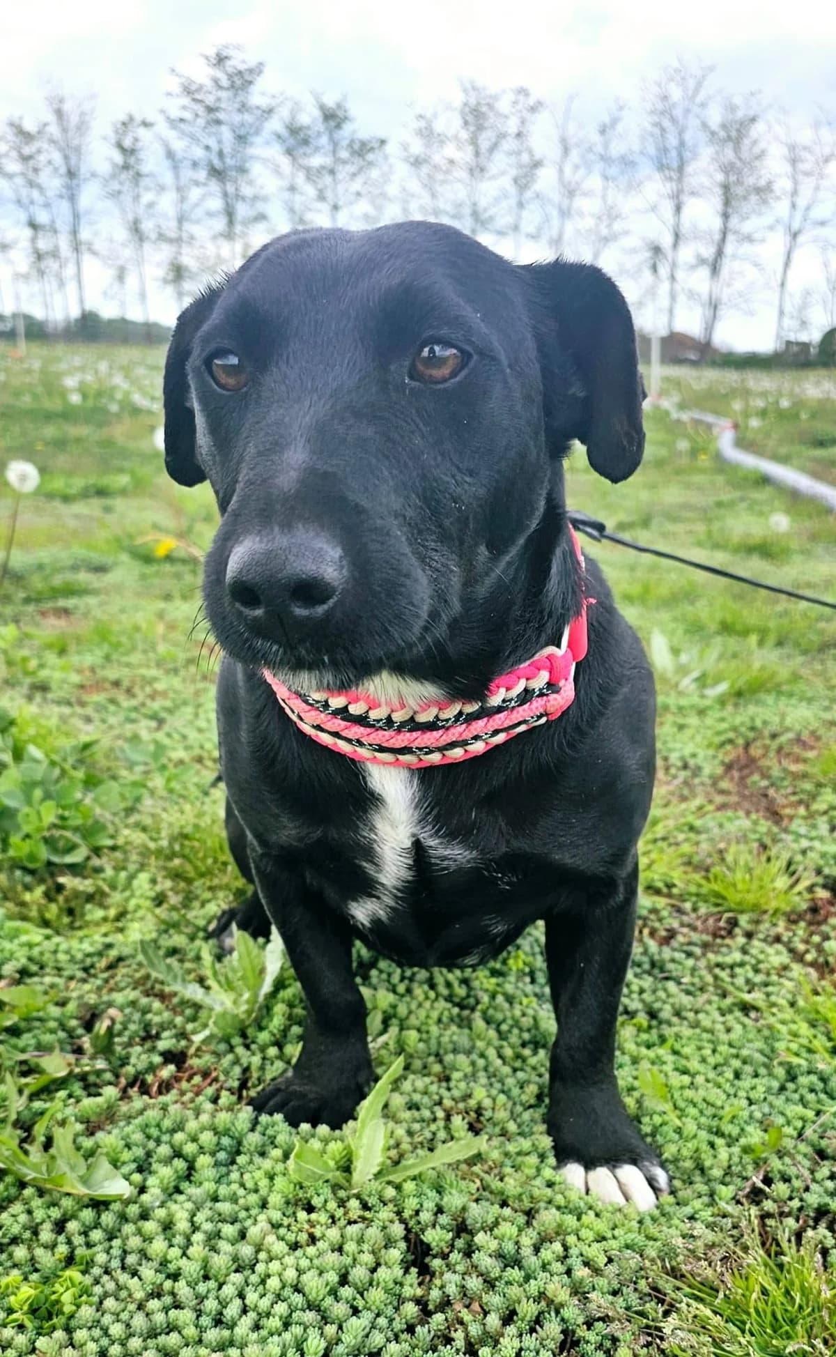 Fiona, female Dachshund for adoption at Stichting Rescani, NL-wide