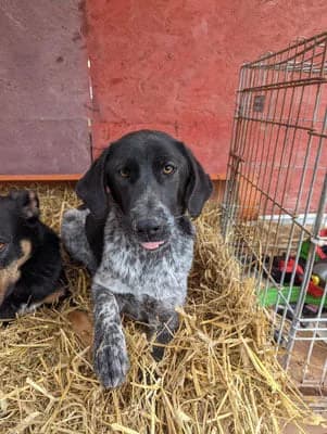 Fiona, female mixed breed for adoption at Stichting Rescani, NL-wide