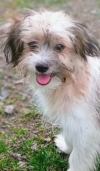 Floki, male young Mixed Breed for adoption at Stichting Rescani, NL-wide