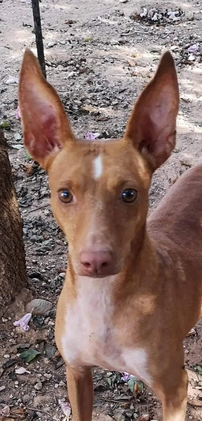 Franco, male senior Podenco for adoption at Stichting Rescani, NL-wide