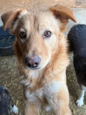 Frankie, male Mixed Breed for adoption at Stichting Rescani, NL-wide