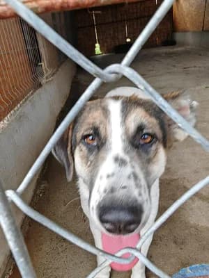 Greta, female puppy Mixed Breed for adoption at Stichting Rescani, NL-wide