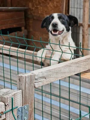Hugo, male Mixed Breed for adoption at Stichting Rescani, NL-wide