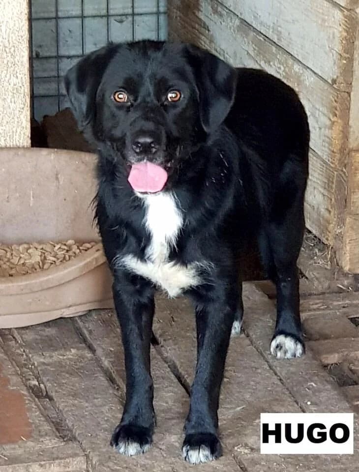 Hugo, male mixed breed for adoption at Stichting Rescani, NL-wide