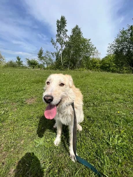Jolanda, female Mixed Breed for adoption at Stichting Rescani, NL-wide