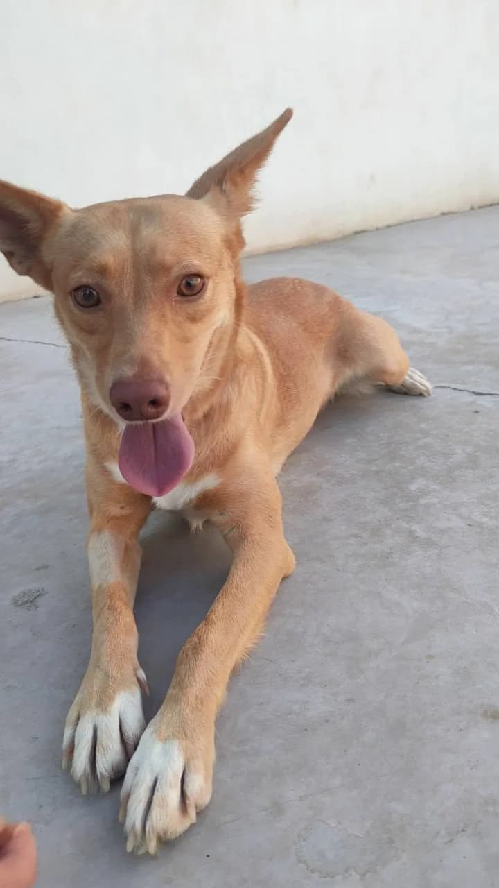Julia, female young Podenco for adoption at Stichting Rescani, NL-wide