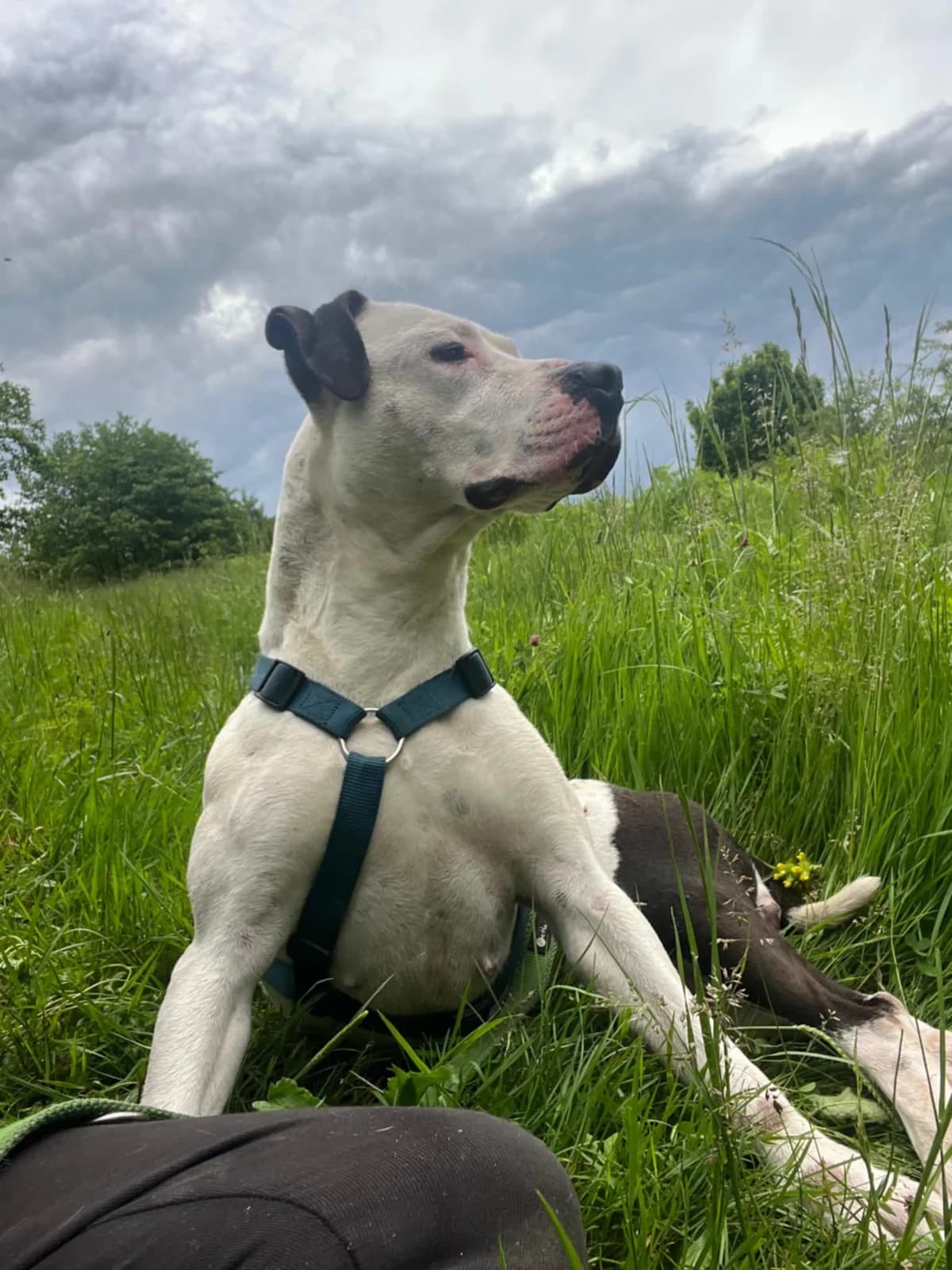 Kim, female Mixed Breed for adoption at Stichting Rescani, NL-wide