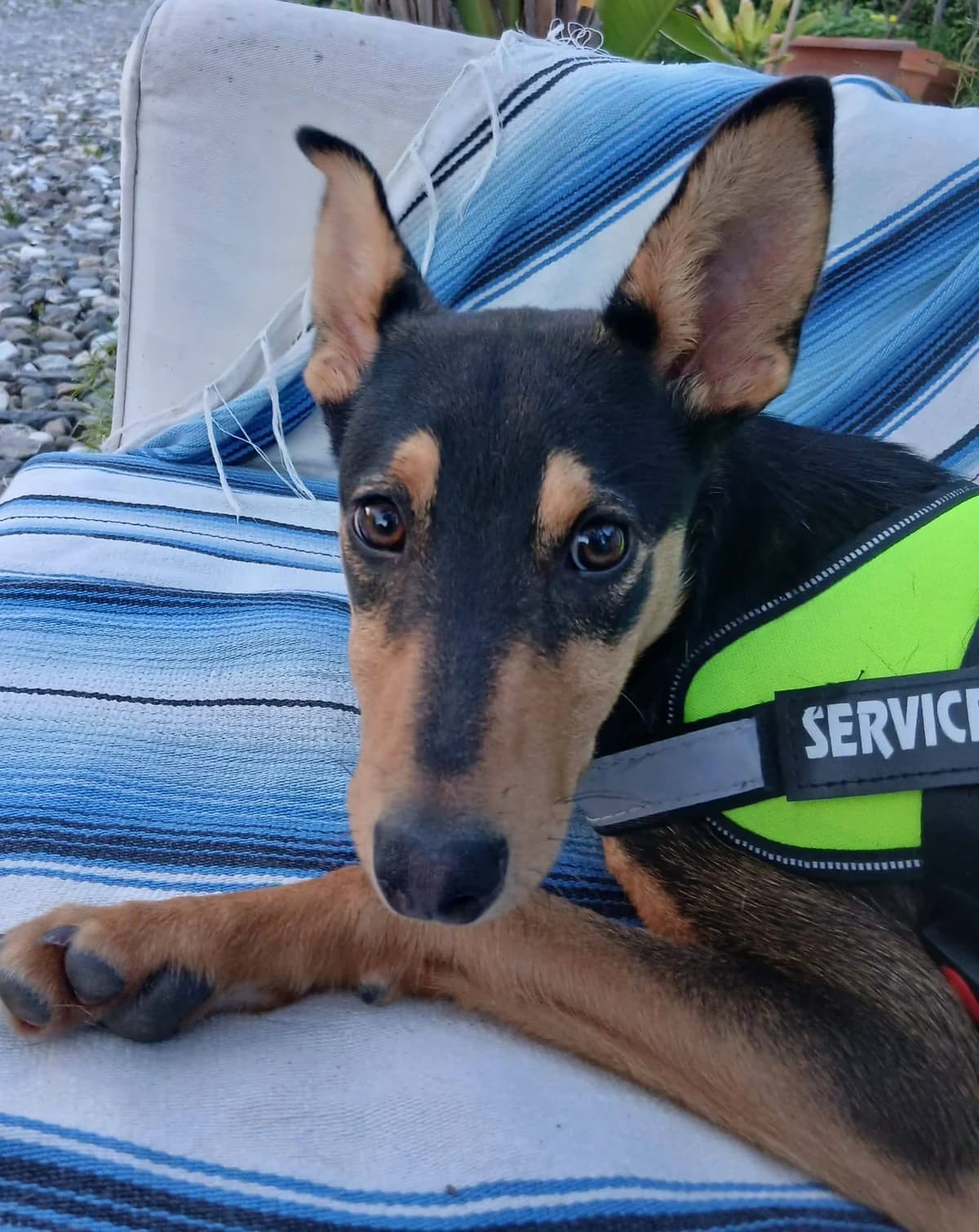 Lara, female young Podenco for adoption at Stichting Rescani, NL-wide