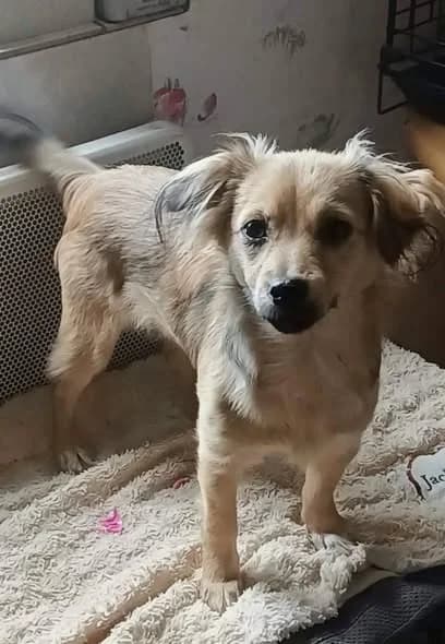 Lexi, female Mixed Breed for adoption at Stichting Rescani, NL-wide