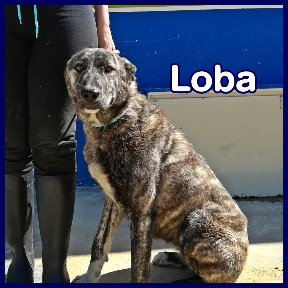 Loba, female 5yo mixed breed for adoption at Stichting Rescani, NL-wide