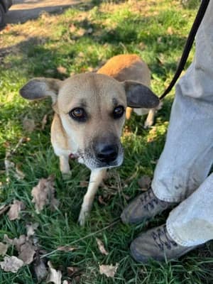 Luisa, female Mixed Breed for adoption at Stichting Rescani, NL-wide