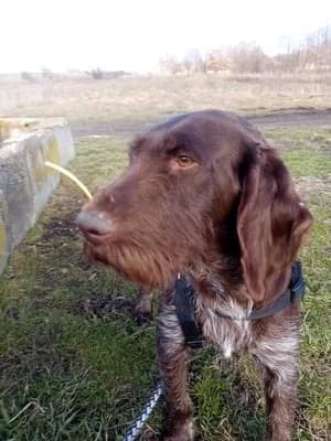 Mara, female mixed breed for adoption at Stichting Rescani, NL-wide