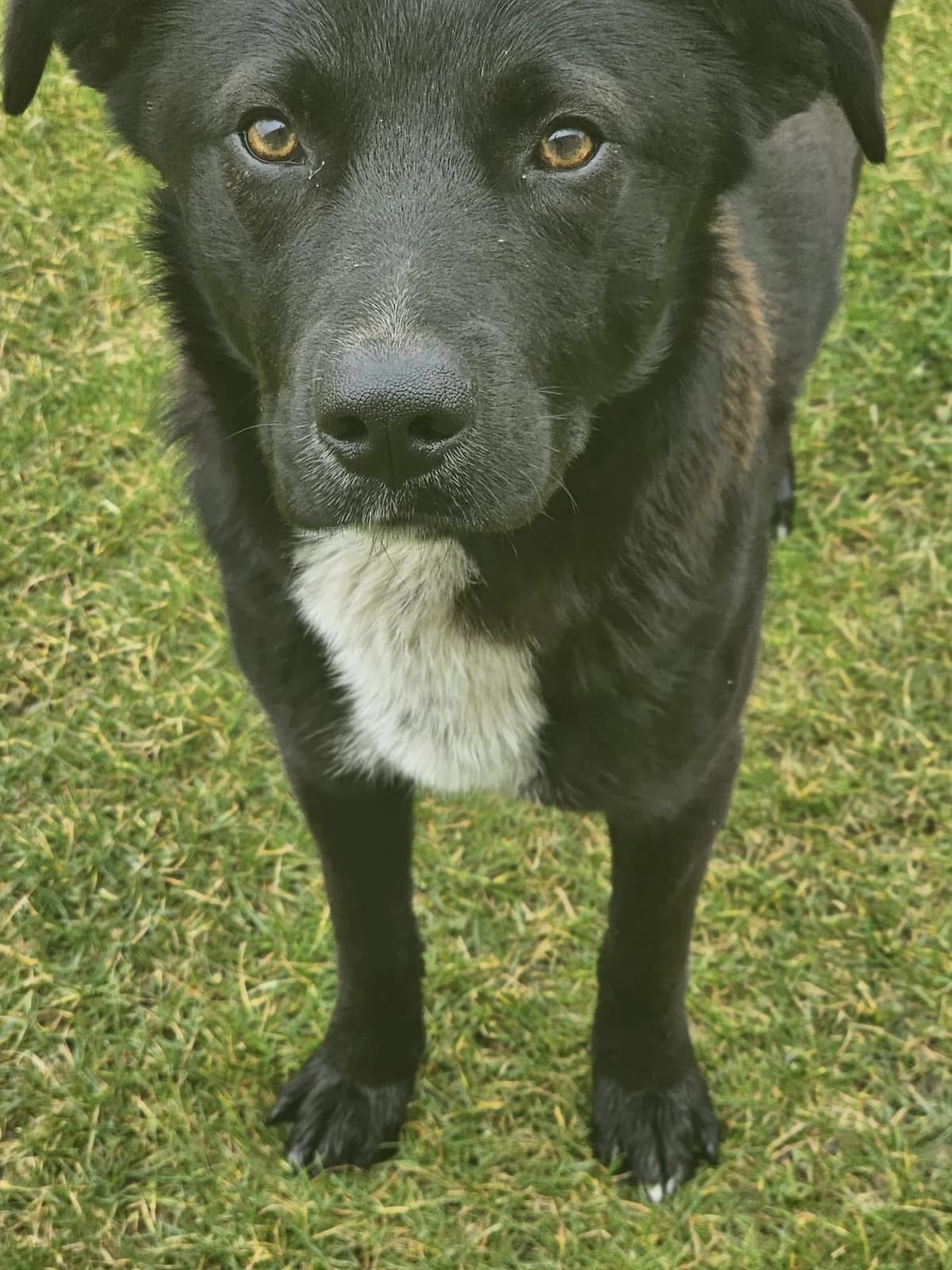 Marco, male Mixed Breed for adoption at Stichting Rescani, NL-wide