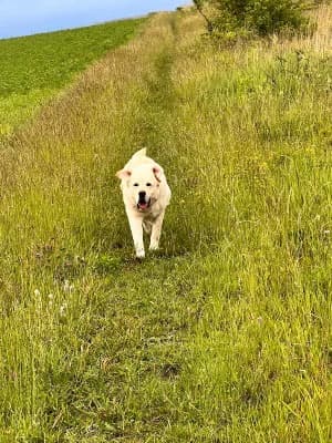 Micha, male Mixed Breed for adoption at Stichting Rescani, NL-wide