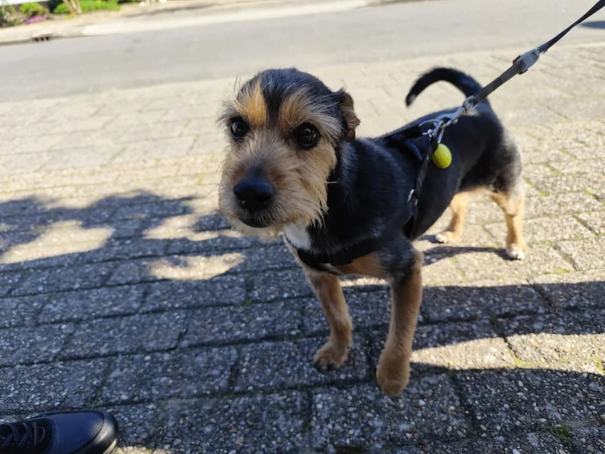 Mickey, male Mixed Breed for adoption at Stichting Rescani, NL-wide