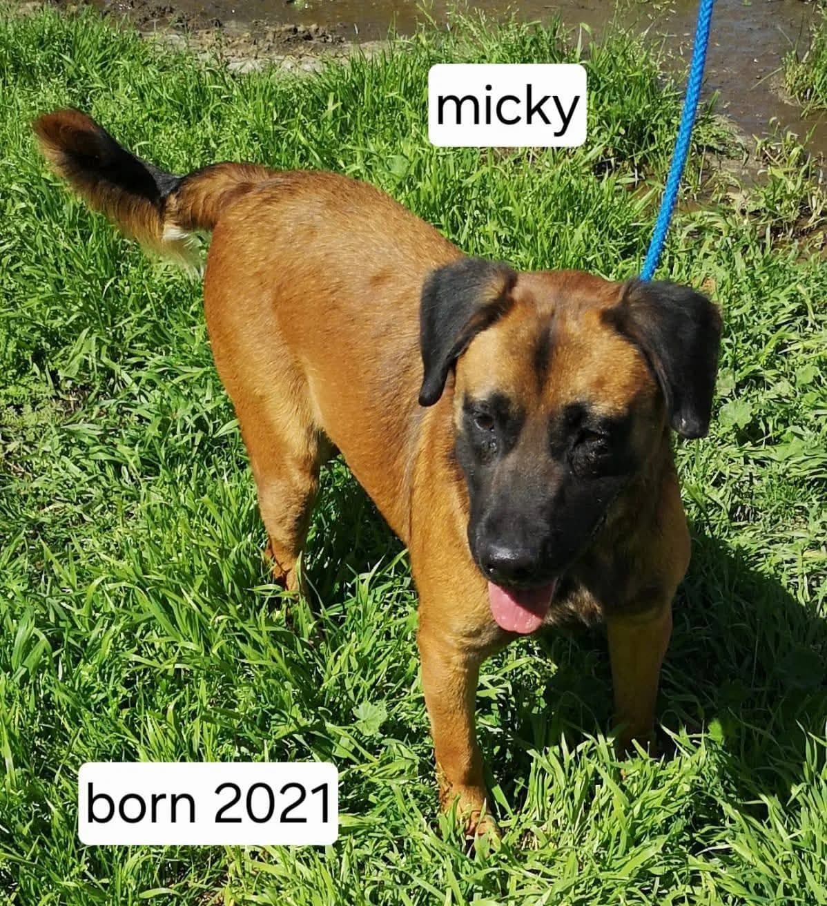 Micky, male 5yo Mixed Breed for adoption at Stichting Rescani, NL-wide