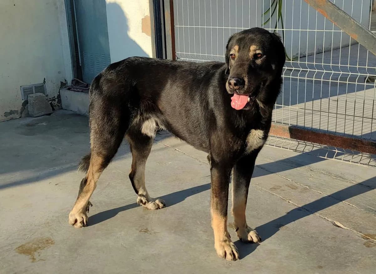 Napoleon, male 6yo mixed breed for adoption at Stichting Rescani, NL-wide