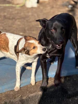Peach, female Mixed Breed for adoption at Stichting Rescani, NL-wide