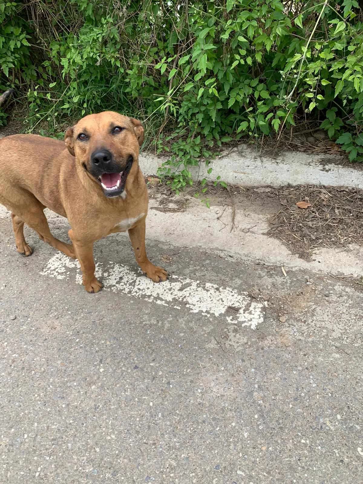 Sina, female Mixed Breed for adoption at Stichting Rescani, NL-wide