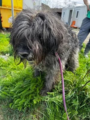 Steli, male Mixed Breed for adoption at Stichting Rescani, NL-wide