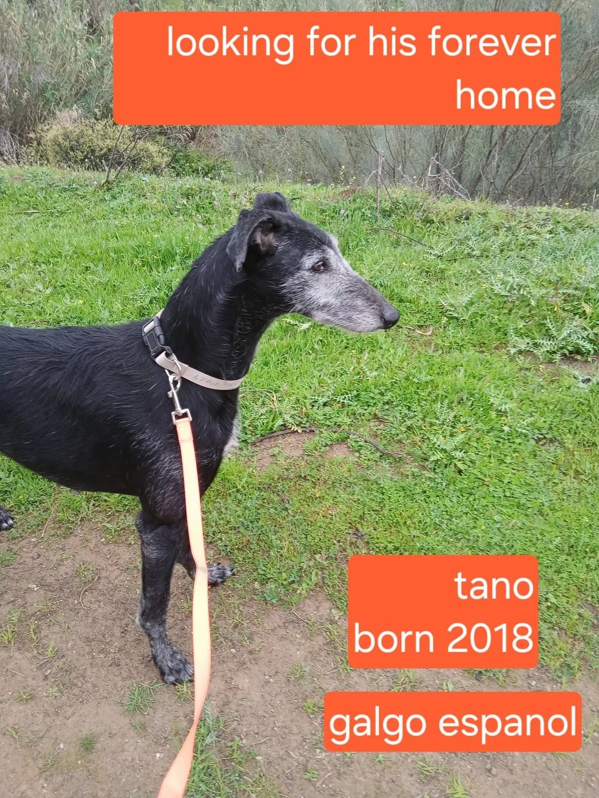Tano, male senior Galgo Español for adoption at Stichting Rescani, NL-wide