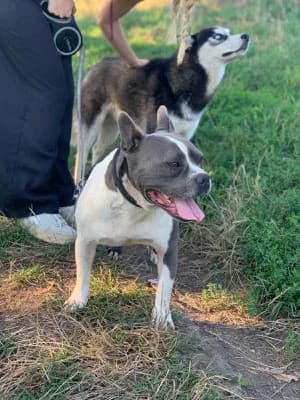 Terra, male English Bulldog for adoption at Stichting Rescani, NL-wide