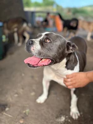 Terra, male English Bulldog for adoption at Stichting Rescani, NL-wide