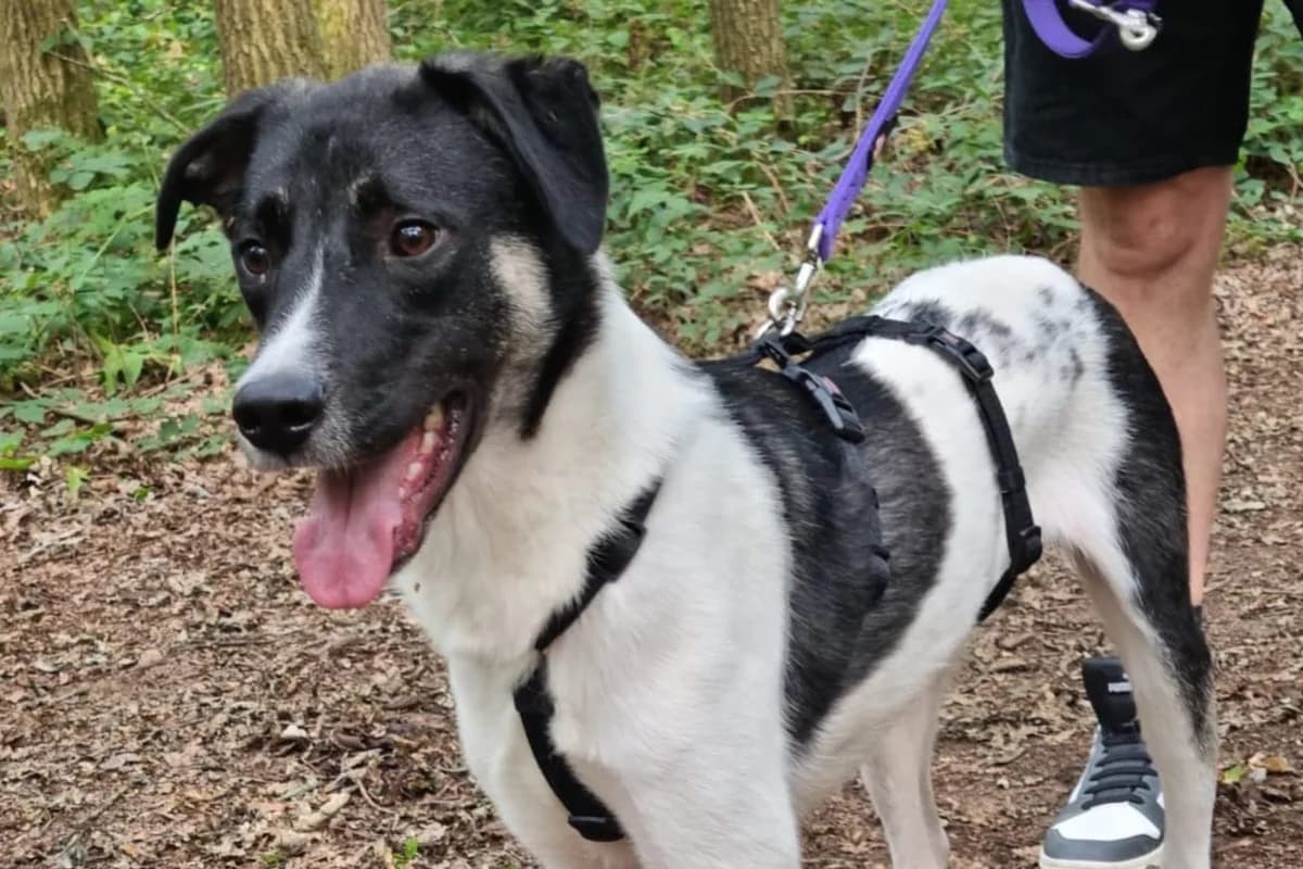 Avino, Wit/zwart male 4yo mixed breed for adoption at Stichting Rijpickerwaard, ST IJsselstein
