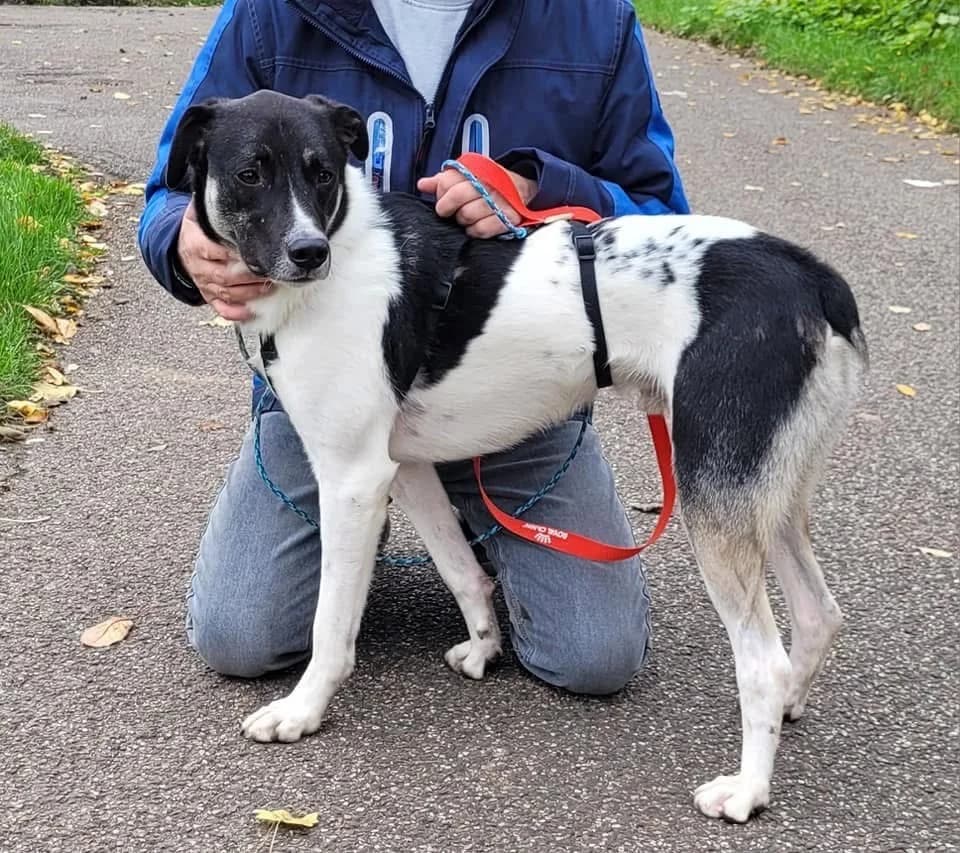 Avino, Wit/zwart male mixed breed for adoption at Stichting Rijpickerwaard — photo 2 of 5