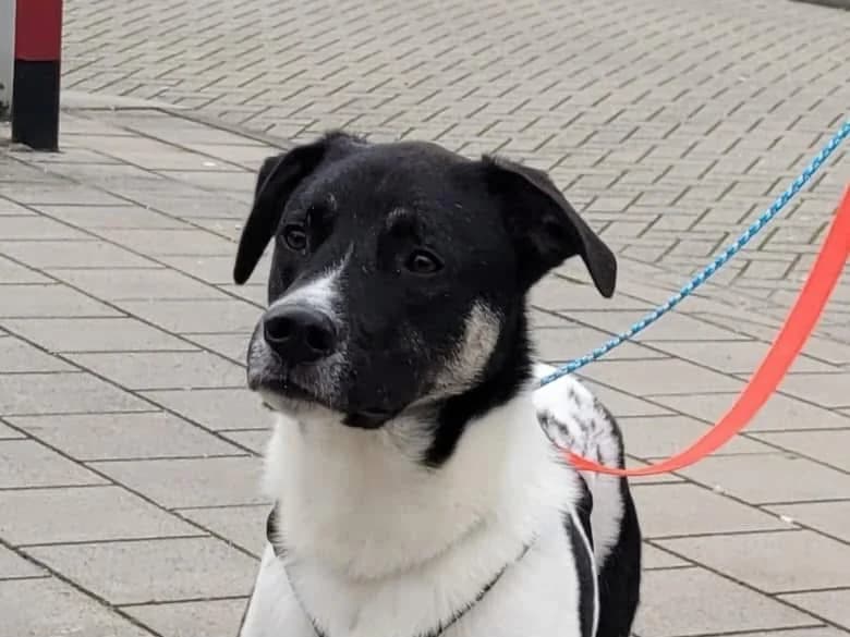 Avino, Wit/zwart male mixed breed for adoption at Stichting Rijpickerwaard — photo 3 of 5