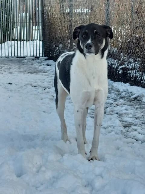 Avino, Wit/zwart male mixed breed for adoption at Stichting Rijpickerwaard — photo 4 of 5