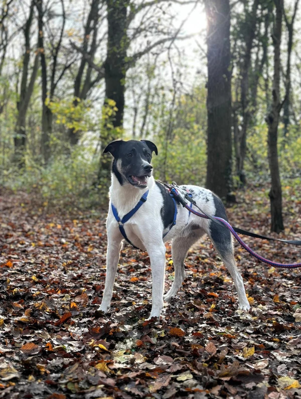 Avino, Wit/zwart male mixed breed for adoption at Stichting Rijpickerwaard — photo 5 of 5
