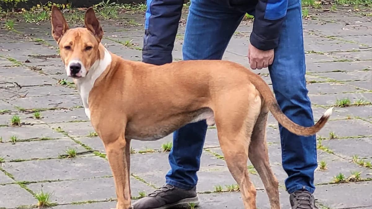 Xulo - Gereserveerd, Bruin/wit male 7yo mixed breed for adoption at Stichting Rijpickerwaard, ST IJsselstein