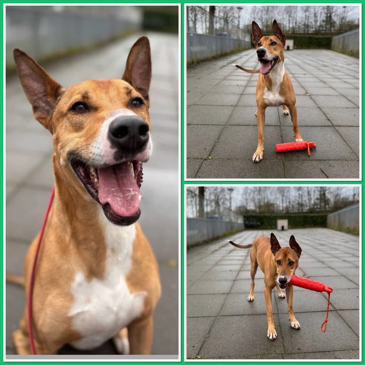 Xulo - Gereserveerd, Bruin/wit male mixed breed for adoption at Stichting Rijpickerwaard — photo 2 of 3