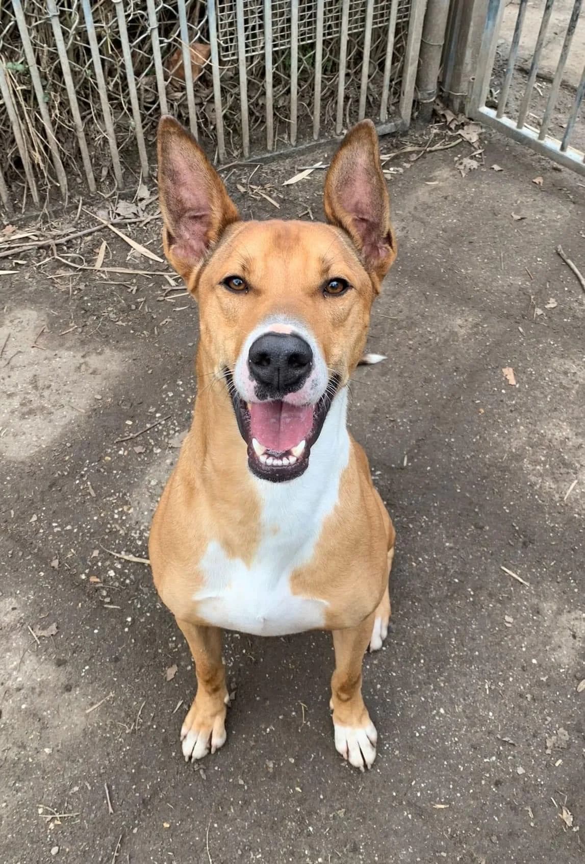 Xulo - Gereserveerd, Bruin/wit male mixed breed for adoption at Stichting Rijpickerwaard — photo 3 of 3