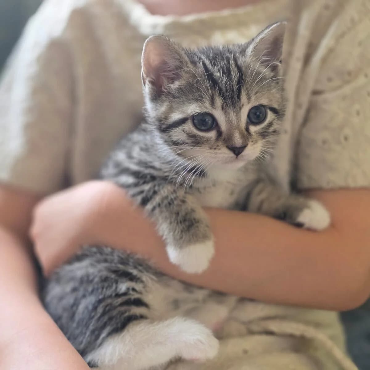 Adoptiepagina: Kitten Jadida,  puppy European Shorthair for adoption at ROZE Eindhoven
