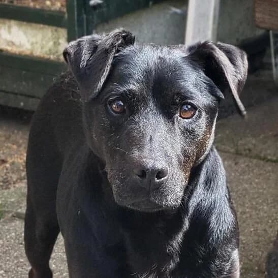 Adoptiepagina, male 5yo mixed breed for adoption at ROZE Eindhoven