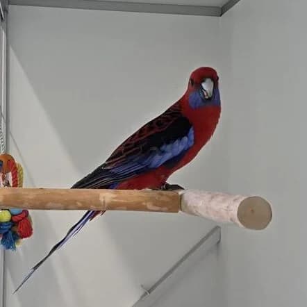 Adoptiepagina: Vancouver,  mixed breed for adoption at ROZE Eindhoven