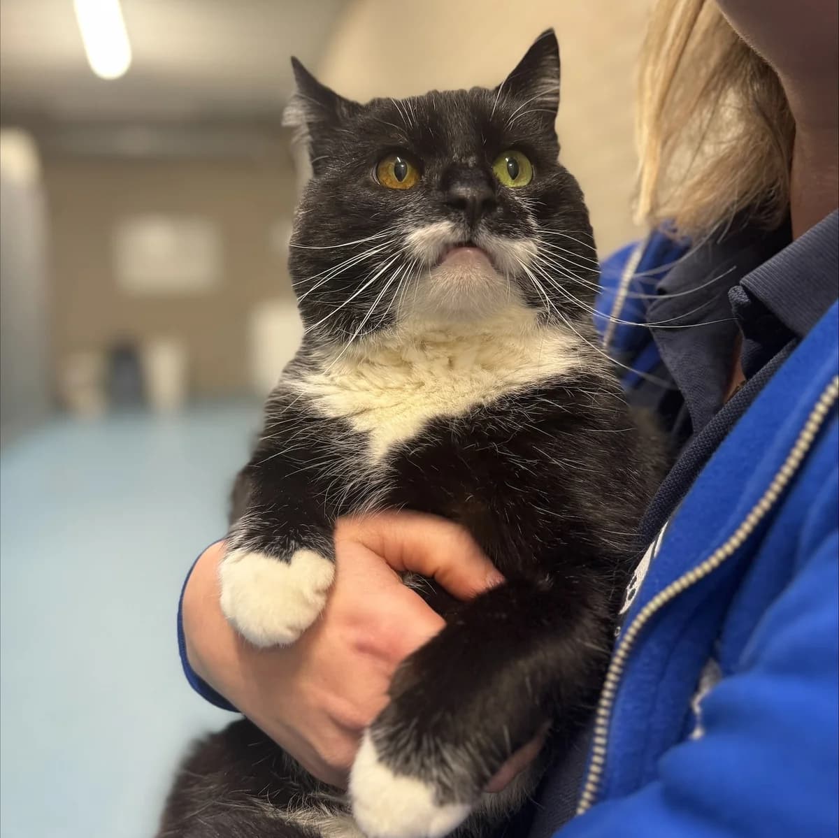 Adoptiepagina: Alty, male mixed breed for adoption at ROZE Eindhoven