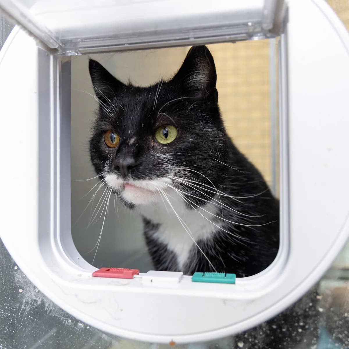 Adoptiepagina: Alty, male mixed breed for adoption at ROZE Eindhoven — photo 2 of 3