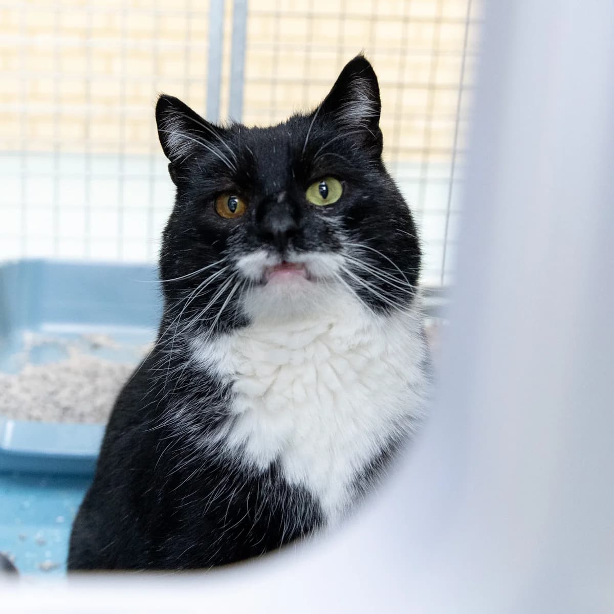 Adoptiepagina: Alty, male mixed breed for adoption at ROZE Eindhoven — photo 3 of 3