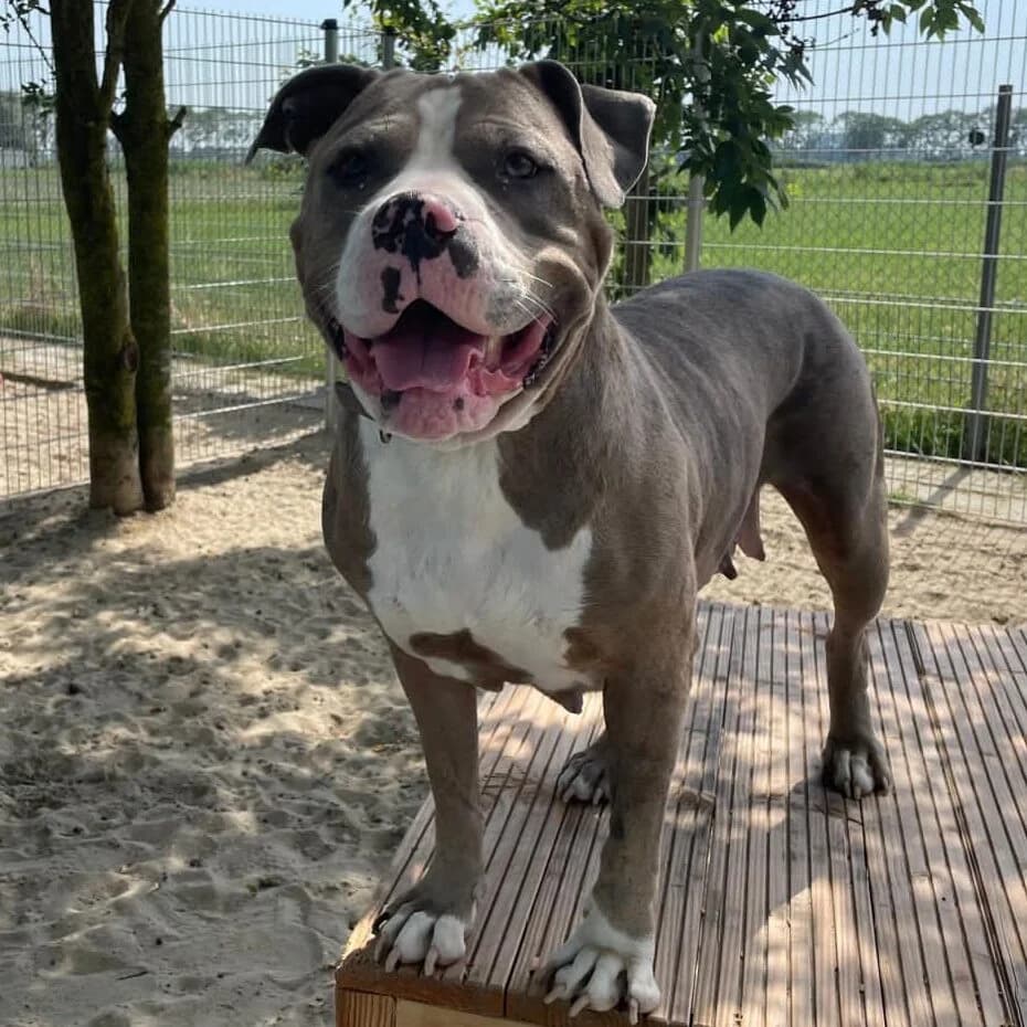 Adoptiepagina, female 5yo English Bulldog for adoption at ROZE Eindhoven