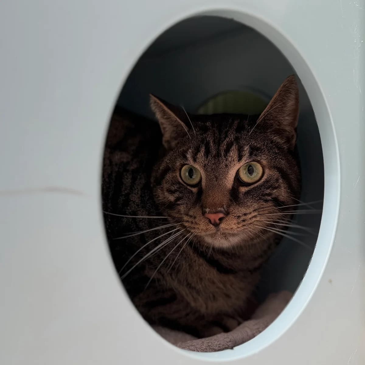 Adoptiepagina: Joost, male 4yo mixed breed for adoption at ROZE Eindhoven