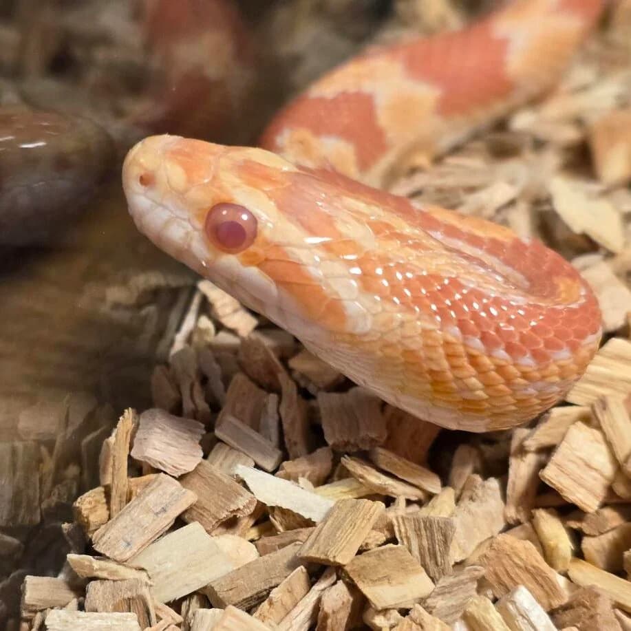 Adoptiepagina: Kaa,  mixed breed for adoption at ROZE Eindhoven