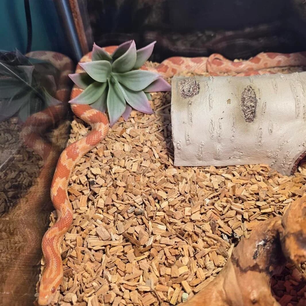 Adoptiepagina: Kaa,  mixed breed for adoption at ROZE Eindhoven — photo 2 of 2